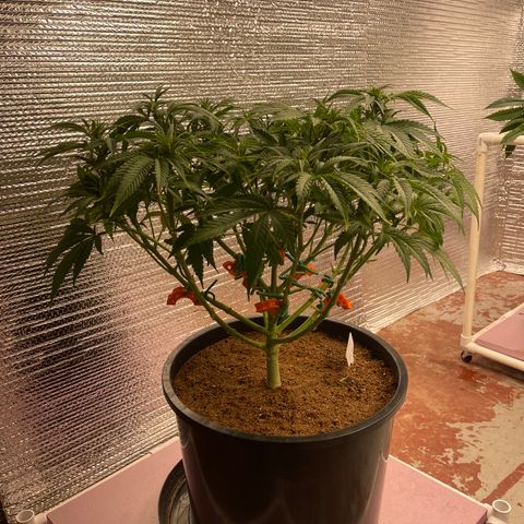 GI Jane growlog timeline photo