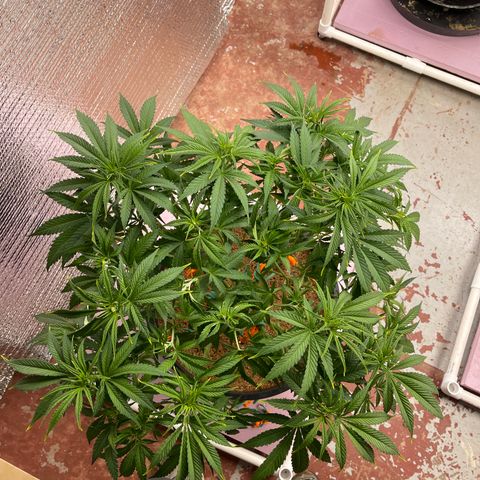 GI Jane growlog timeline photo