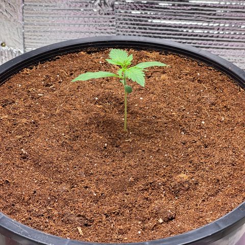 Candy Cane growlog timeline photo