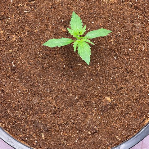 Candy Cane growlog timeline photo
