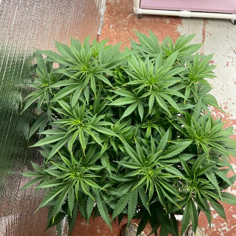 GI Jane growlog timeline photo