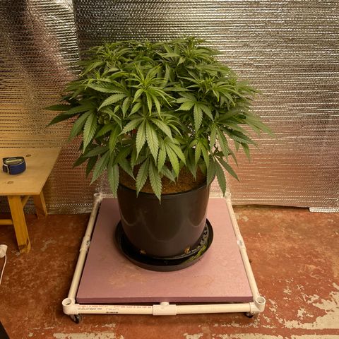 GI Jane growlog timeline photo