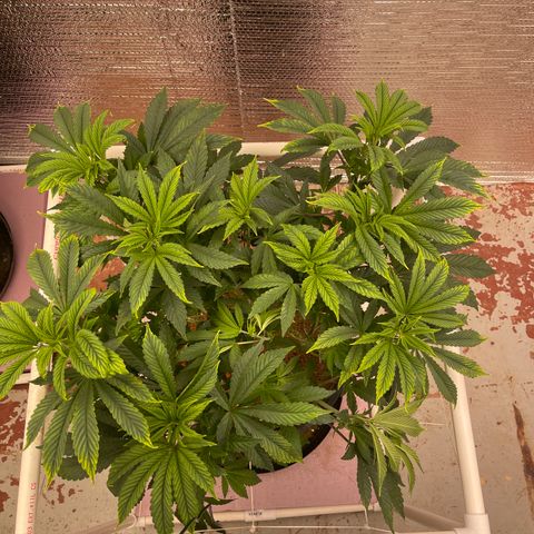 Princess Grodd growlog timeline photo