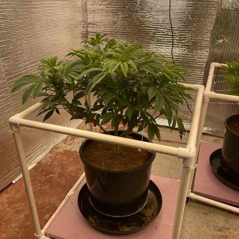 Princess Grodd growlog timeline photo