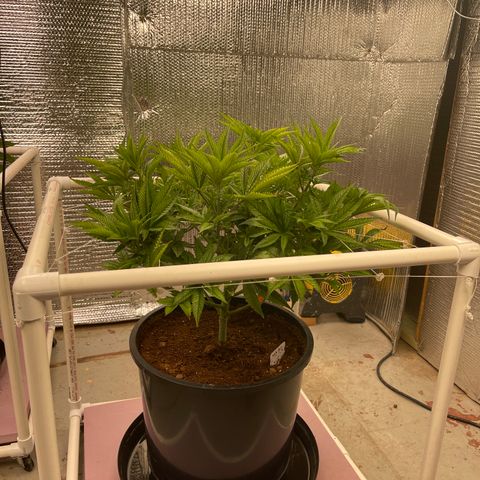 Harle Quin growlog timeline photo