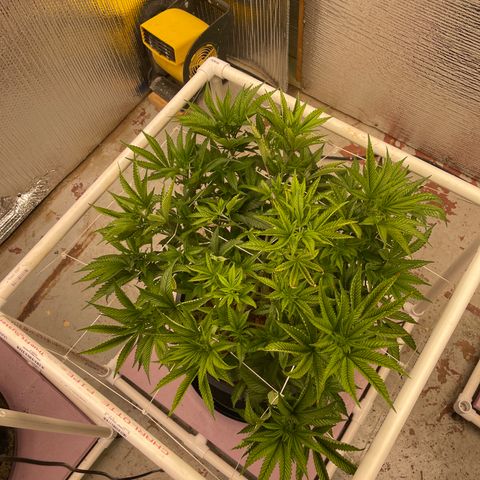 Harle Quin growlog timeline photo