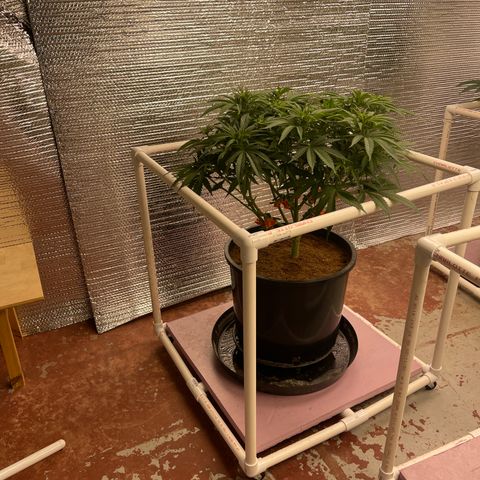 GI Jane growlog timeline photo