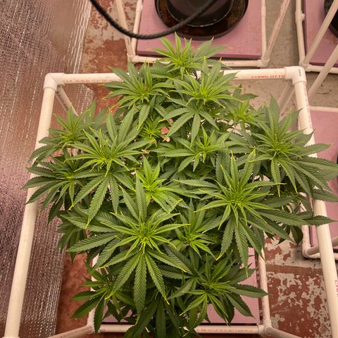 GI Jane growlog timeline photo