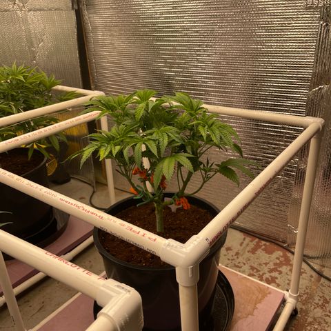 Lucyfur growlog timeline photo