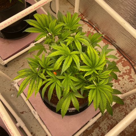 Lucyfur growlog timeline photo
