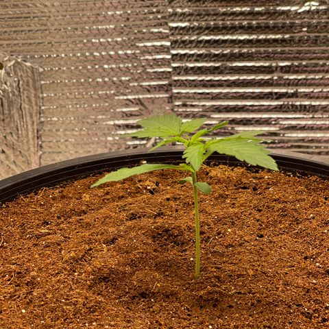 Candy Cane growlog timeline photo