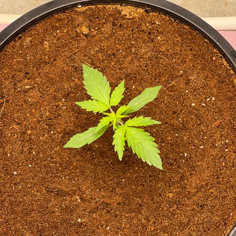 Candy Cane growlog timeline photo