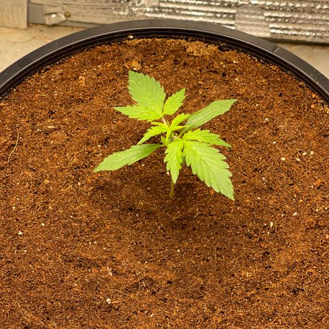 Candy Cane growlog timeline photo