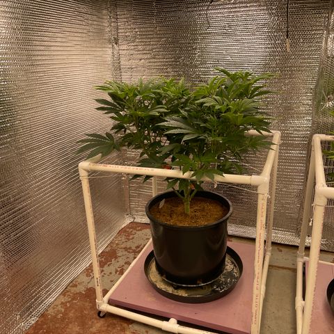 Princess Grodd growlog timeline photo