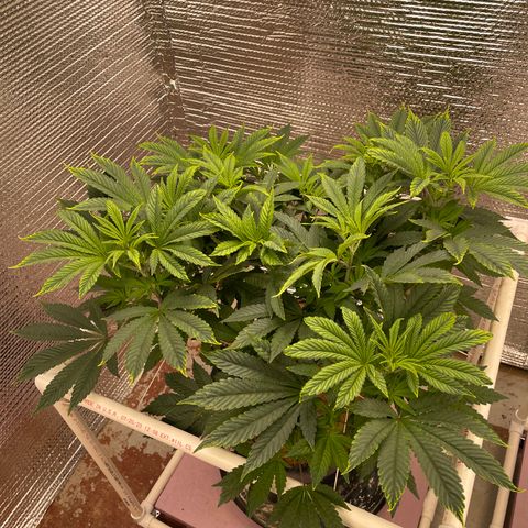 Princess Grodd growlog timeline photo