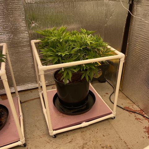 Harle Quin growlog timeline photo