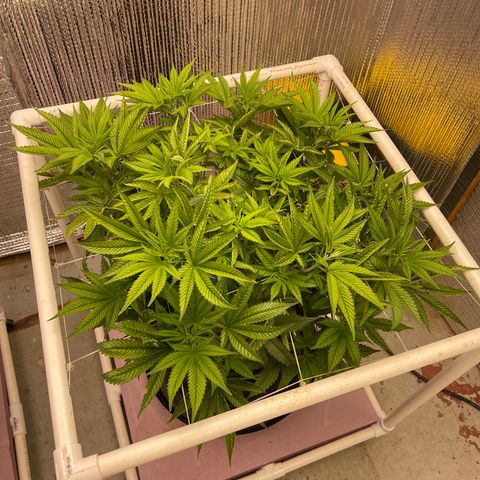 Harle Quin growlog timeline photo
