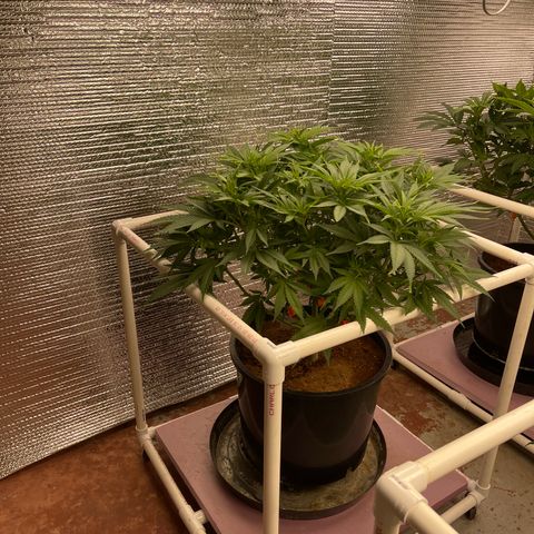 GI Jane growlog timeline photo