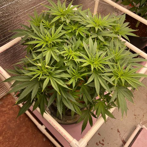 GI Jane growlog timeline photo