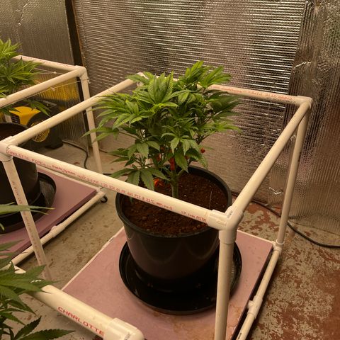 Lucyfur growlog timeline photo