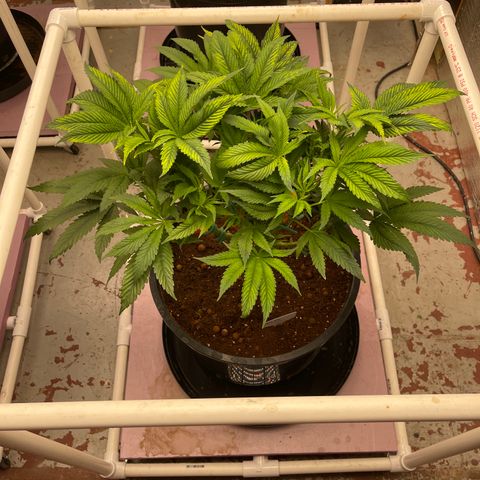 Lucyfur growlog timeline photo