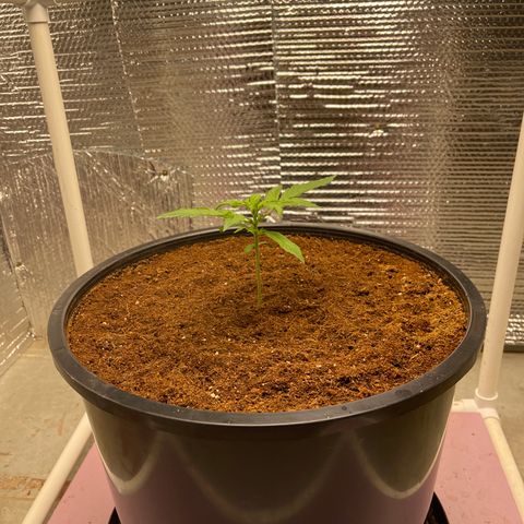 Candy Cane growlog timeline photo