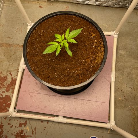 Candy Cane growlog timeline photo