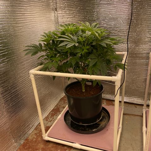 Princess Grodd growlog timeline photo
