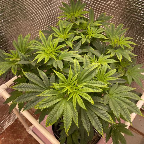 Princess Grodd growlog timeline photo