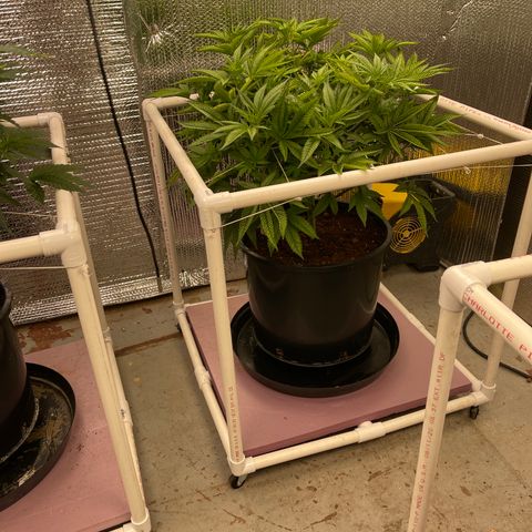 Harle Quin growlog timeline photo