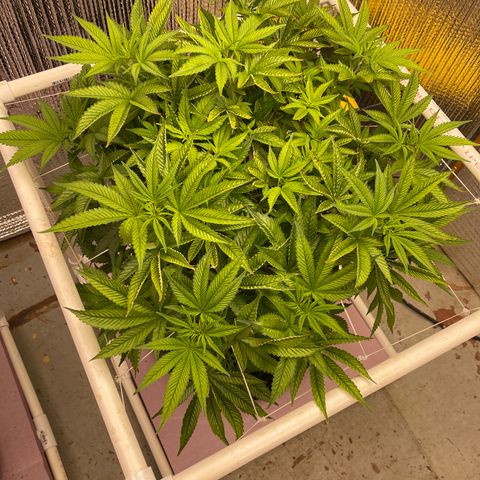 Harle Quin growlog timeline photo