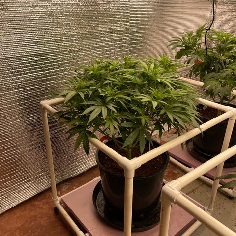 GI Jane growlog timeline photo