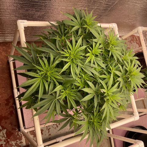 GI Jane growlog timeline photo