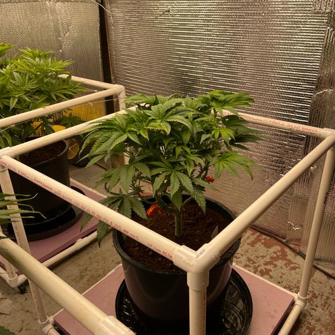 Lucyfur growlog timeline photo