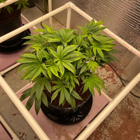Lucyfur growlog timeline photo