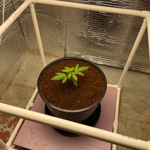 Candy Cane growlog timeline photo