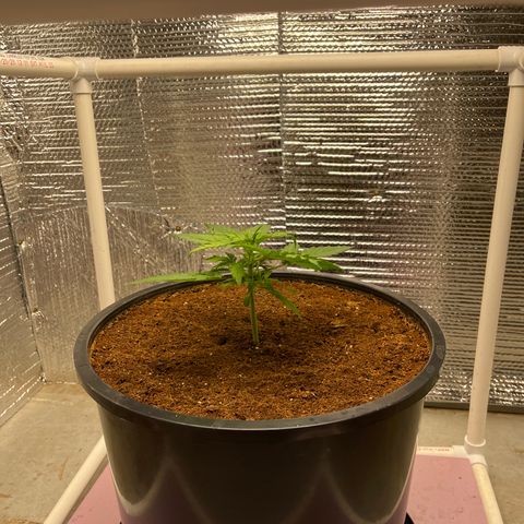 Candy Cane growlog timeline photo