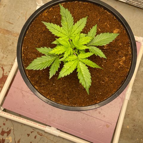 Candy Cane growlog timeline photo