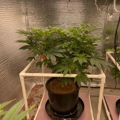 Princess Grodd growlog timeline photo