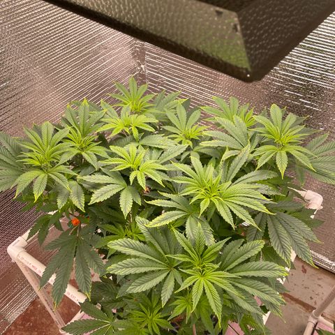 Princess Grodd growlog timeline photo