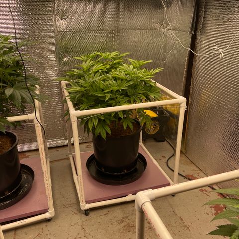 Harle Quin growlog timeline photo
