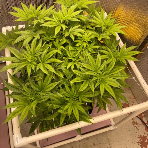 Harle Quin growlog timeline photo