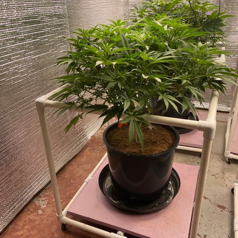 GI Jane growlog timeline photo