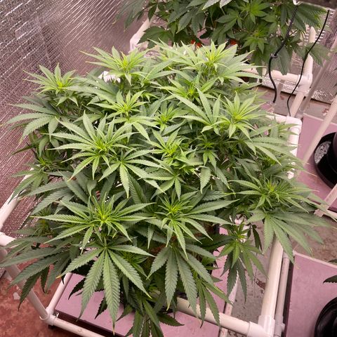 GI Jane growlog timeline photo