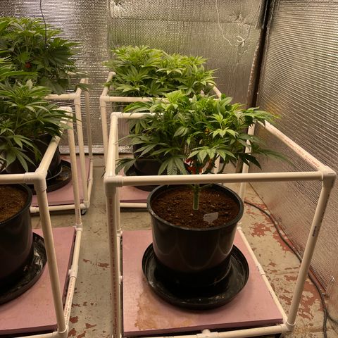 Lucyfur growlog timeline photo