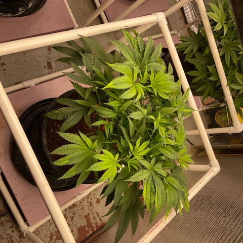 Lucyfur growlog timeline photo