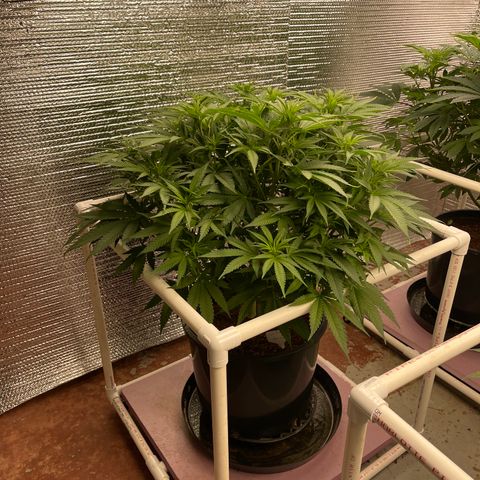 GI Jane growlog timeline photo