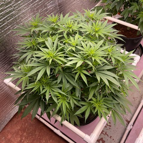 GI Jane growlog timeline photo