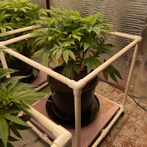 Lucyfur growlog timeline photo