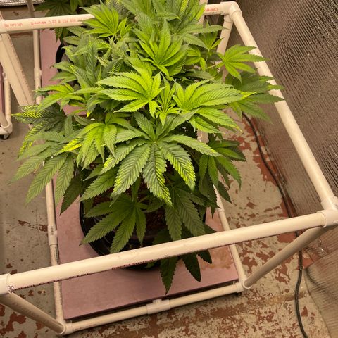 Lucyfur growlog timeline photo